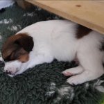 4 Woche